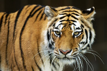 Portrait Of A Siberian Tiger (Panthera Tigris Tigris), Also Known As An Amur Tiger, Against A Black Background At A Zoo; Omaha, Nebraska, United States Of America