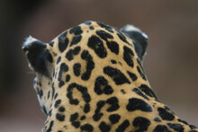 Close-up Of The Markings On The Back Of The Head And Neck Of A Jaguar (Panthera Onca) At A Zoo; Omaha, Nebraska, United States Of America
