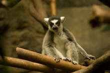 Portrait Of A Ring-tailed Lemur (Lemur Catta) In An Enclosure In A Zoo; Omaha, Nebraska, United States Of America