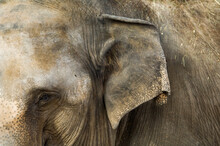 Close-up Of The Eye And Ear Of An Asian Elephant (Elephas Maximus) At A Zoo; Denver, Colorado, United States Of America