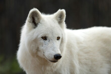 Portrait Of An Arctic Wolf (Canis Lupus Arctos) At A Zoo; Denver, Colorado, United States Of America