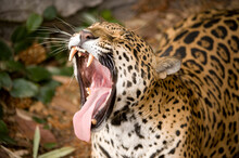 Yawning Jaguar (Panthera Onca) Shows Its Large Teeth In An Open Mouth In A Zoo; Mexico City, Mexico