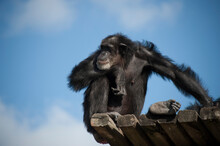 Chimpanzee (Pan Troglodytes) Sitting On A Wood Structure In A Zoo Against A Blue Sky; Brownsville, Texas, United States Of America