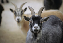 Portrait Of A Pair Of Domestic Goats (Capra Hircus Hircus) In A Zoo; Lincoln, Nebraska, United States Of America