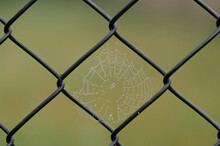 Spiderweb On A Chain Link Fence Laden With Dew On A Foggy Morning; Baraboo, Wisconsin, United States Of America