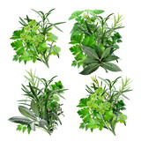 Fototapeta  - Set of fine herbs (Fines Herbes, Herbes de Provence) isolated png