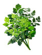 Bouquet of fresh herbs: Parsley, Chervil, Cilantro isolated png