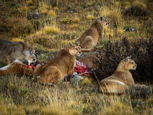Pumas (Puma Concolor) Sharing A Guanaco Kill, Torres Del Paine National Park; Patagonia, Chile