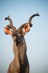 Poster - Kudu at a water hole with blue sky