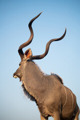 Canvas Print - Kudu at a water hole with blue sky