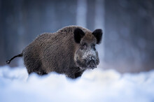 Wild Boar In Winter Scenery ( Sus Scrofa )