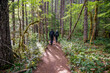 Adventurous athletic male hikers, hiking along a forest trail in the Pacific Northwest.
