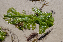 Close Up Of Sea Lettuce In The Sand At Low Tide In The Wadden Sea, Ulva Lactuca