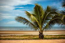 Petit Palmier Devant La Plage De Pranburi En Thaïlande à Marée Basse