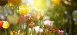 Fototapeta Tęcza - tulpen blumen garten frühling freizeit
