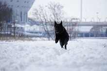 German Shepherd Black Dog In Snow