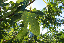 Close-up Of Green Fig Leaves