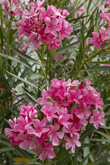 Canvas Print - Nerium oleander	