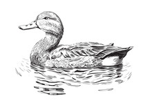 Duck Swimming Sketch Hand Drawn Farming Hunting Vector Illustration