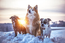 Portrait Of Three Dogs In Front Of A Snowy Landscape In Winter Outdoors During Sundown