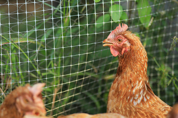 Wall Mural - Free chicken walking  on a traditional poultry farm