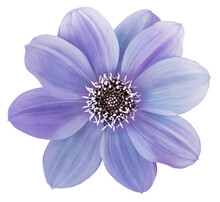 Dahlia Flower Purple. Flower Isolated On  Background. No Shadows With Clipping Path. Close-up. Nature.