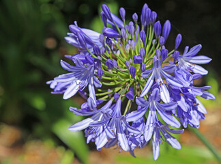 Sticker - Blue agapanthus