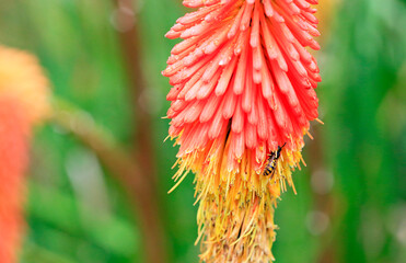 Sticker - Red poker flower with a wasp