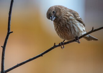 Sticker - Purple finch Perched