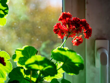 Double Red Geranium Flowers On A Blurry Background