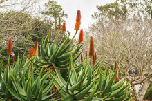 Mountain Aloe (Aloe Marlothii) Close Up In Bloom In The Garden. Mountain Aloe Is A Large Evergreen Succulent