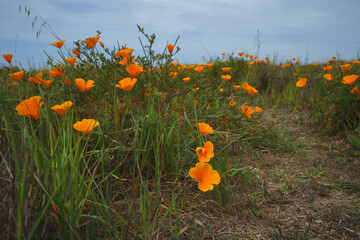 Wall Mural - California Golden poppies in bloom. The rural footpath and beautiful wildflowers, early Spring