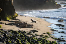 Harbor Seal. Seals On The Rocks. Sea Lions On The Cliff At La Jolla Cove In San Diego, California.