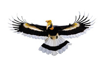 Great Hornbill Flying Isolated On Transparent Background.