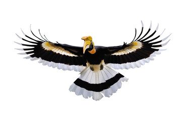 Wall Mural - Great hornbill flying isolated on transparent background.