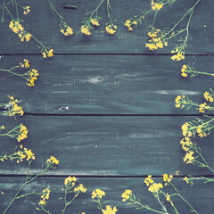 Wall Mural - Yellow rapeseed flowers laid out in a circle on wooden background. Wildflowers are arranged neatly on the table. Copy space still life. Free space for text. Brassica napus Cabbageaceae. Wooden tray