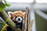 a red panda has tongue out with funny face.
It is a mammal native to the eastern Himalayas and southwestern China
The red panda has reddish-brown fur, a long, shaggy tail, and a waddling gait