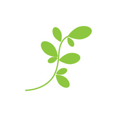 Wall Mural - Moringa Leaf Logo Template Vector Symbol Nature