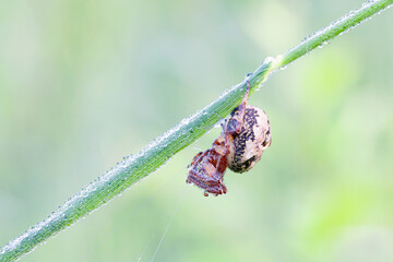 Wall Mural - the spider spins a web. macro photography