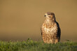 Common Buzzard Perched on grass with brown background.  
