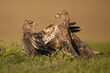 Two common Buzzards on the ground fighting with green grass foreground and brown background.  