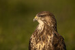 Common Buzzard close up headshot with green background.  