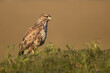 Common Buzzard perched on grassy bank with brown background.  