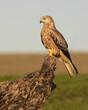 Red kite perched on a log with countryside in the background.  