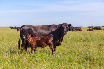 Cattle of black angus breed in the grassland.