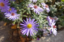 Close Up Of Violet Flowers Of Michaelmas Daisies In October