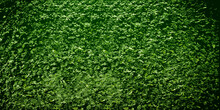 Background Green Wall Of Plants