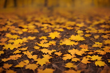 illustration of autumn maple leaves outdoors, generative ai