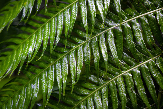 Close-up of wet fern leaves