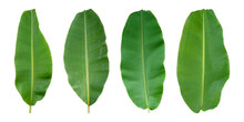 Set Of Fresh Banana Leaves Isolated On Transparent Background PNG File